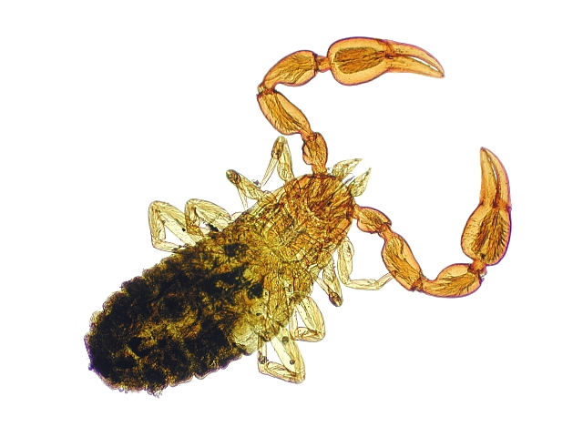 bcher skorpion